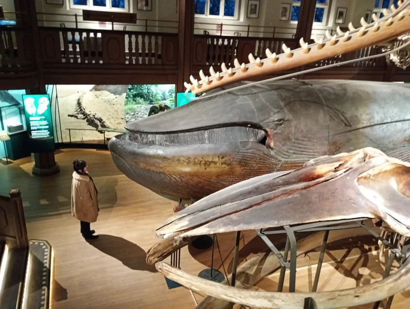 The whale
